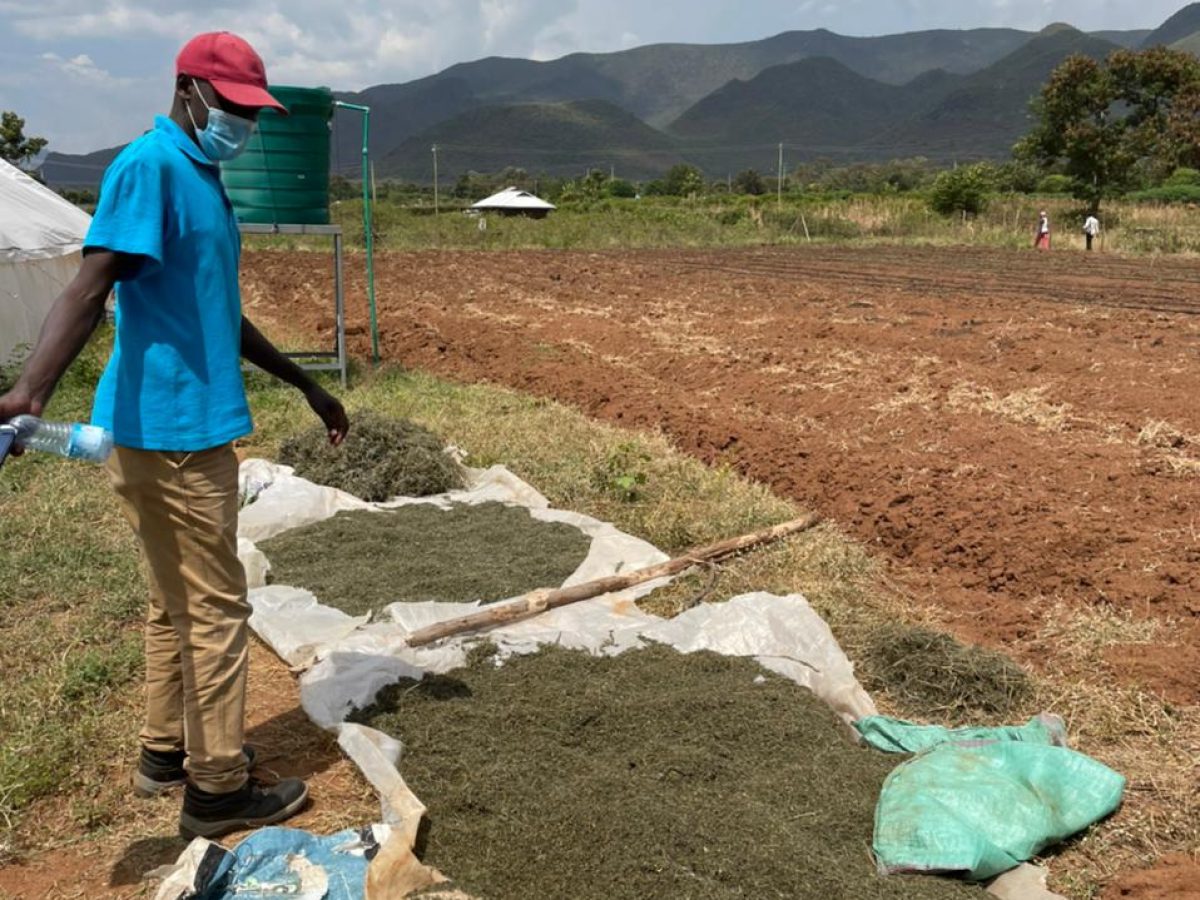 Drying of first harvest